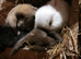 Beautiful, blue eyed Female White Pure breed 8. 5 week old mini lop baby rabbitt..