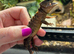 3 x White Eyed Crocodile Skinks