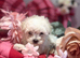 F1 Asian Maltipoo puppies cream girls and boys cuteness overload
