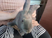 Papillon giant rabbits