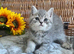 ABSOLUTELY BEAUTIFUL BOY (READY FRIDAY)
