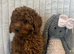 Gorgeous goldendoodle puppies