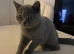 14 week old female BRITISH SHORT HAIR