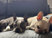 ***FERN RESCUE* FRENCH BULLDOG FOR ADOPTION***
