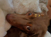 Longhaired miniature dachshund