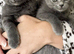 Kitten