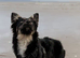 Border collie X