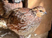 Pair northern bobwhite quail