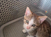 Beautiful tabby and white kitten, ready now