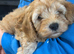 Cavapoo pups