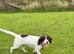 Royal kennel club registered springer spaniel