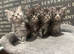 Maine Coon Kittens