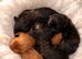 Working cocker spaniels