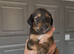 2 Gorgeous Saluki lurcher boy pups left