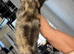 Mixed bengal female kitten