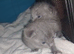 Russian blue kittens