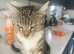 Lovely cat looking lovely home