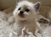 Ragdoll Kittens ready at the end of October