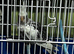 Baby cockatiel