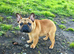 Fully Trained Frenchies