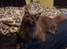 Pedigree Maine Coon kittens in Manchester