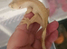 Baby crested gecko