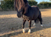 Registered 2yo Mini Shetland Colt
