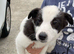 Collie cross Jack Russell