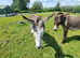 Three lovely pet donkeys