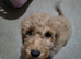 2 Year old Female Cockerpoo