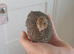 2 unsexed quail