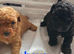 Stunning miniature Maltipoo Puppies