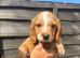 Cocker spaniel pups for sale