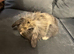 Mixed breed bunny, lop lion head