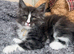6 Beautiful full pedigree TICA registered Maine Coon kittens