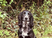 Kc cocker spaniel puppies
