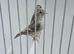 BEAUTIFUL PROVEN PAIR MUTATION SILVER SISKINS