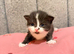 6 beautiful tabby kittens