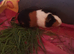 Baby girl guinea pigs.