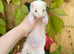 Semi angora kits available