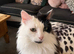 Please can you give these beautiful kittens a home
