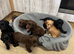 Fully Kc registered cocker spaniel puppies