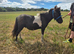 Beautiful shetland gelding