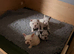 French bulldog puppies