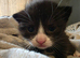 3 beautiful kittens looking for their homes
