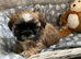 Miniature Imperial shih tzu puppies