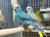 Kakaraki parrot