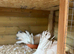 **Show Indian Fantails – Beautiful Pair **