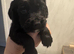 One lovely cocker spaniel boy left