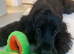 Beautiful Monzo - Cocker Spaniel looking new Home